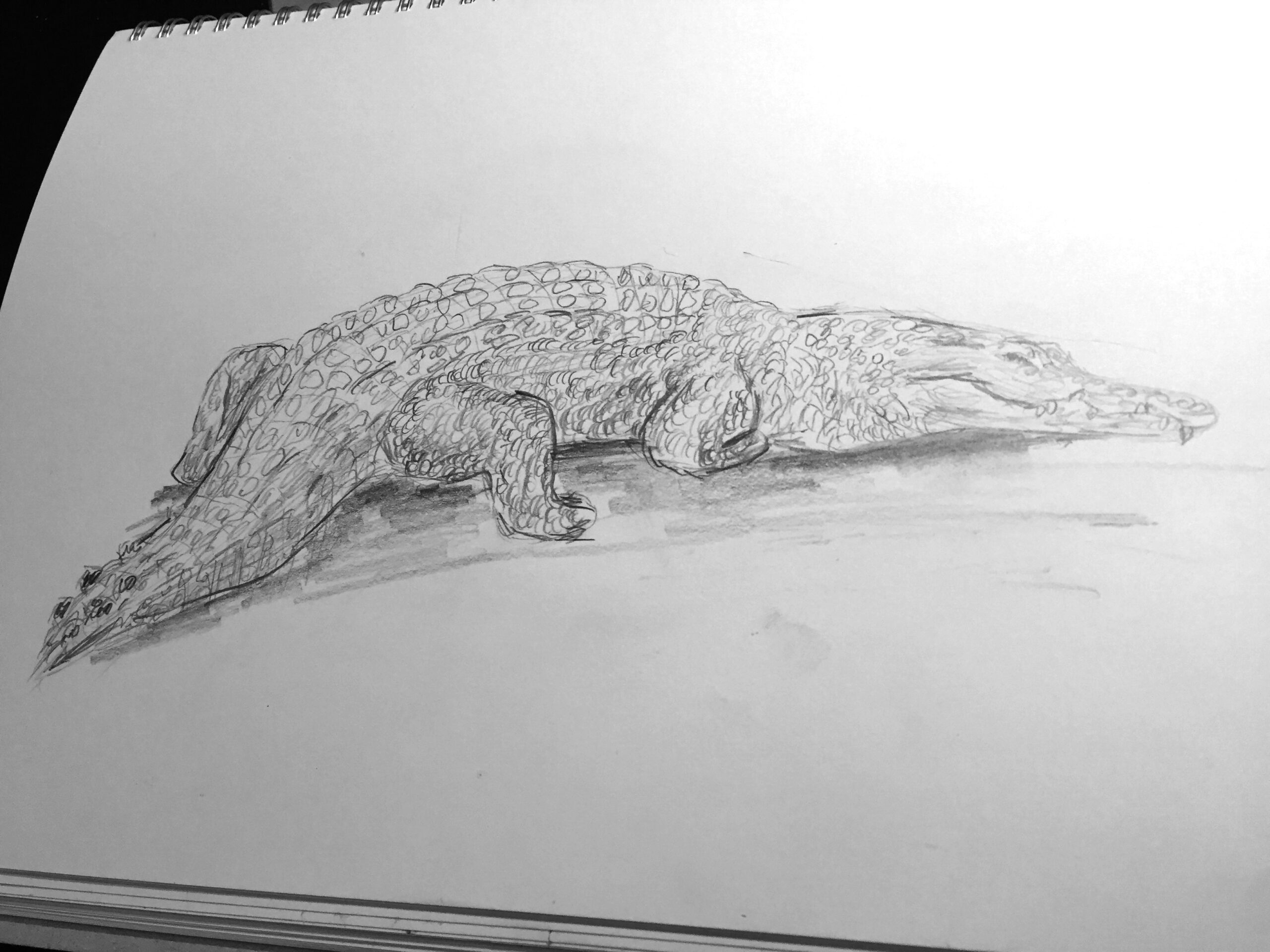 Crocodile